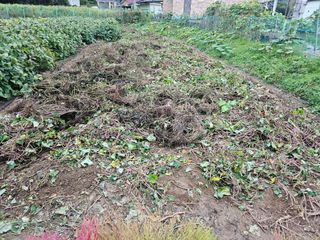 경달현님의 콩 · 영농일지 작성글 사진