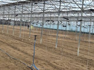 김명숙님의 기타작물 · 영농일지 작성글 사진