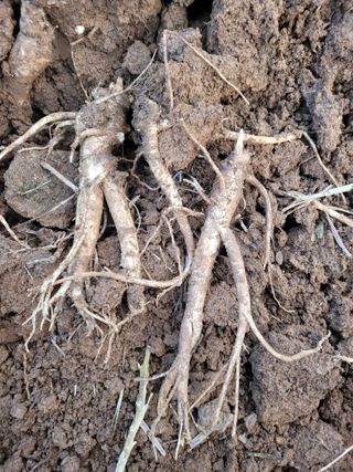 이름유순옥님의 기타작물 · 영농일지 작성글 사진