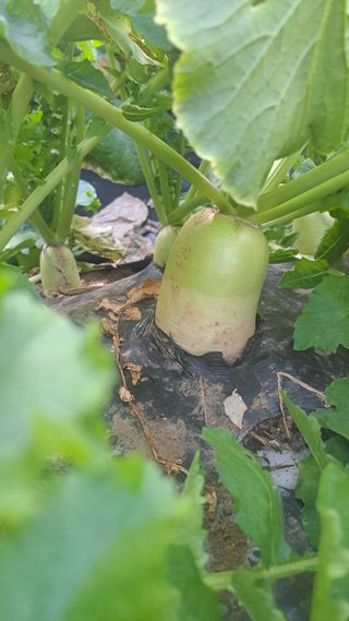 서은숙님의 기타작물 · 영농일지 작성글 사진