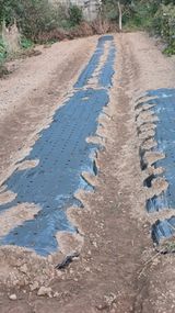 팜모닝 마늘·영농일지 게시글 이미지