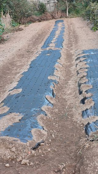 나다1004님의 마늘 · 영농일지 작성글 사진