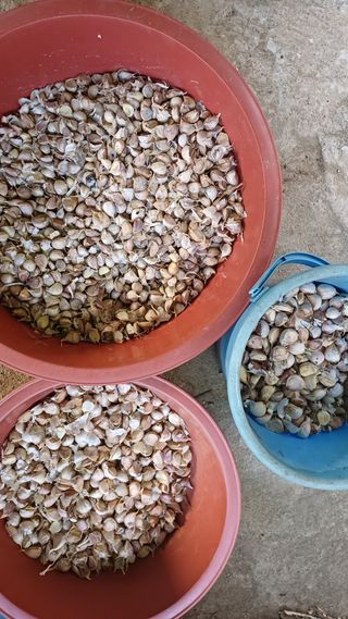 나다1004님의 마늘 · 영농일지 작성글 사진