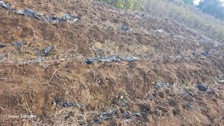 이남수진천님의 고구마 · 영농일지 작성글 사진