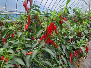 김용일님의 고추 · 영농일지 작성글 사진