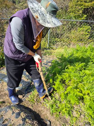 이준영님의 기타작물 · 영농일지 작성글 사진