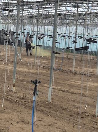 김명숙님의 기타작물 · 영농일지 작성글 사진