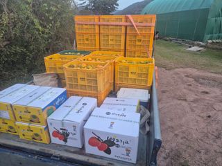 최진일님의 감 · 영농일지 작성글 사진