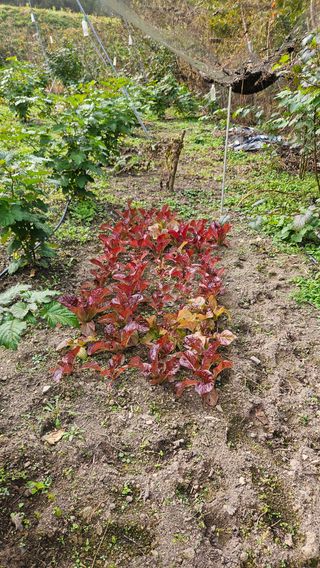 대봉농원 이경화님의 기타작물 · 영농일지 작성글 사진