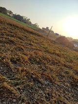 팜모닝 콩·영농일지 게시글 이미지