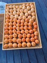 팜모닝 기타작물·영농일지 게시글 이미지