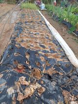 팜모닝 기타작물·영농일지 게시글 이미지