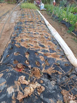 코알라님의 기타작물 · 영농일지 작성글 사진