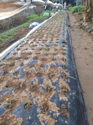 코알라님의 기타작물 · 영농일지 작성글 사진