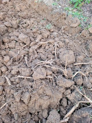 이름유순옥님의 기타작물 · 영농일지 작성글 사진