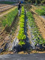 팜모닝 기타작물·영농일지 게시글 이미지