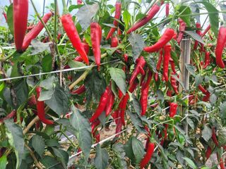 김용일님의 고추 · 영농일지 작성글 사진