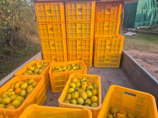 최진일님의 감 · 영농일지 작성글 사진