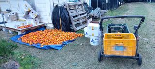 권영식님의 감 · 영농일지 작성글 사진