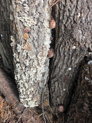 행운아님의 복숭아 · 영농일지 작성글 사진