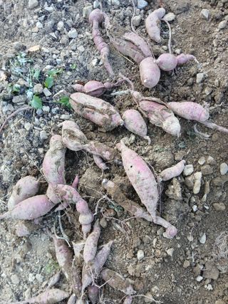 김명자님의 기타작물 · 영농일지 작성글 사진