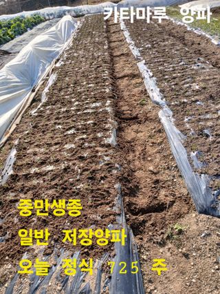 안승호님의 양파 · 영농일지 작성글 사진