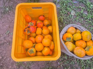 최진일님의 감 · 영농일지 작성글 사진