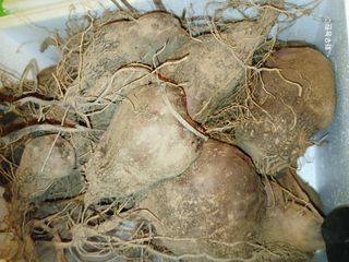 화우농원님의 기타작물 · 영농일지 작성글 사진