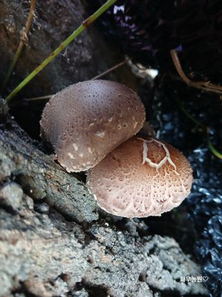 화우농원님의 버섯 · 영농일지 작성글 사진