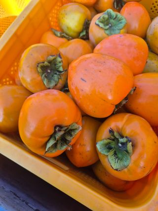 최진일님의 감 · 영농일지 작성글 사진