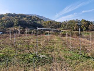 성은모님의 복숭아 · 영농일지 작성글 사진