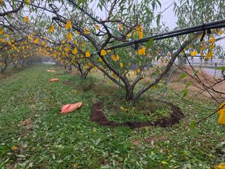 김정훈님의 복숭아 · 영농일지 작성글 사진