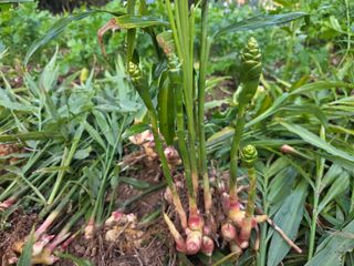 정정치님의 기타작물 · 영농일지 작성글 사진