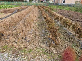 경달현님의 콩 · 영농일지 작성글 사진