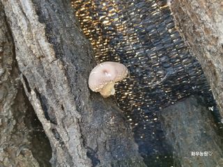 화우농원님의 버섯 · 영농일지 작성글 사진