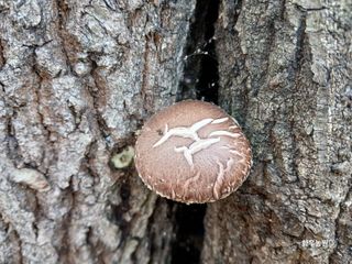 화우농원님의 버섯 · 영농일지 작성글 사진