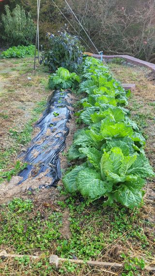 화양초보님의 기타작물 · 영농일지 작성글 사진