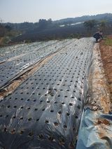 팜모닝 기타작물·영농일지 게시글 이미지