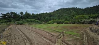 김진순님의 시금치 · 영농일지 작성글 사진