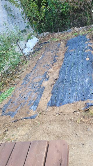 화양초보님의 기타작물 · 영농일지 작성글 사진