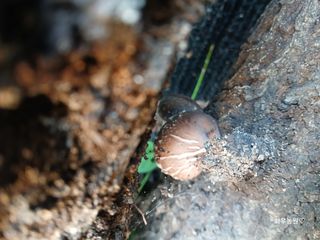 화우농원님의 버섯 · 영농일지 작성글 사진