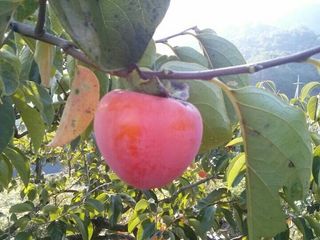 최진일님의 감 · 영농일지 작성글 사진