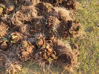 장상영님의 기타작물 · 영농일지 작성글 사진