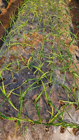 김홍환님의 마늘 · 영농일지 작성글 사진