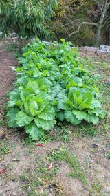 팜모닝 기타작물·영농일지 게시글 이미지