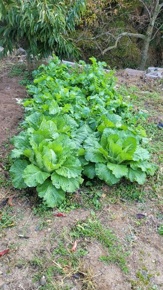 화양초보님의 기타작물 · 영농일지 작성글 사진