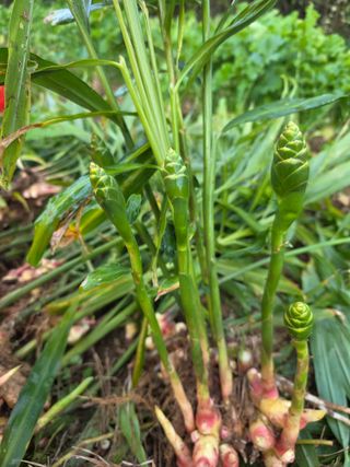 정정치님의 기타작물 · 영농일지 작성글 사진