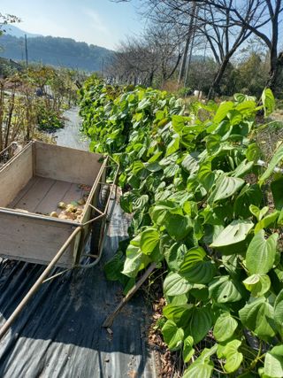 전진욱님의 기타작물 · 영농일지 작성글 사진