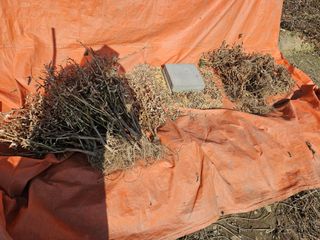 경달현님의 콩 · 영농일지 작성글 사진