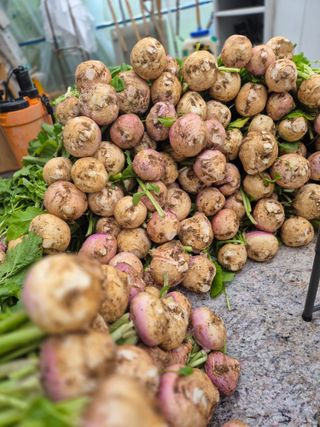 봉우재농부님의 기타작물 · 영농일지 작성글 사진